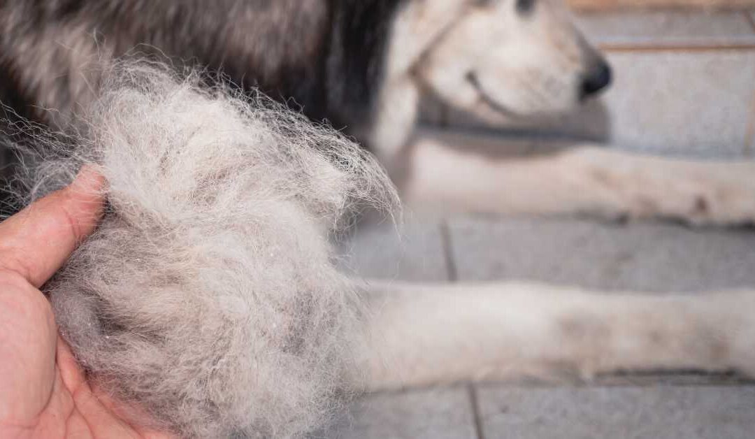Is dog hair dangerous for your CPAP machine?